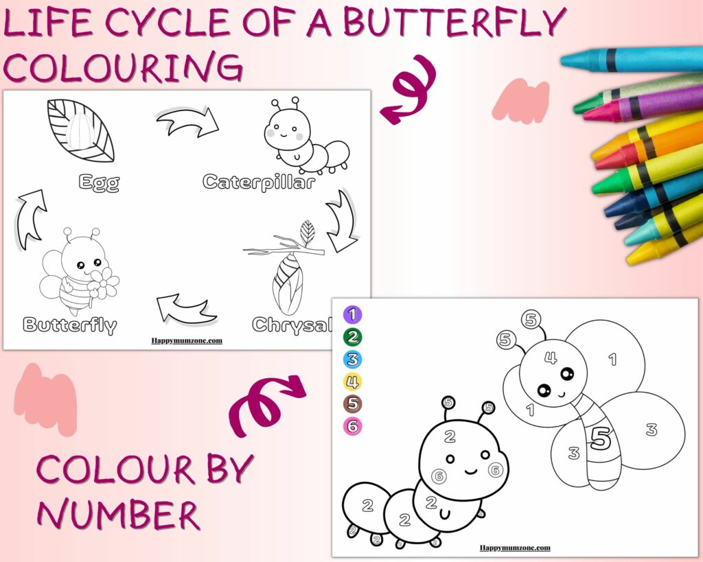 butterfly coloring